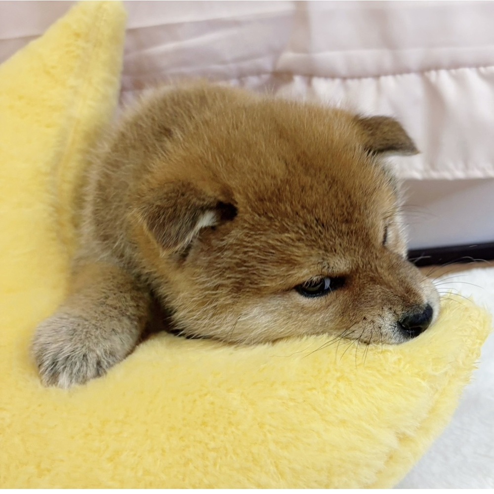 静岡県の柴犬(標準サイズ) (犬の家＆猫の里マークイズ静岡店/2026年2月20日生まれ/男の子/赤)の子犬の4枚目の画像