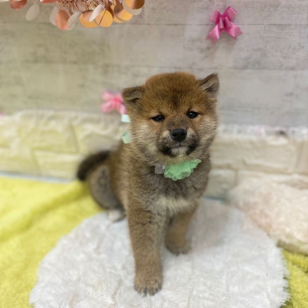 静岡県の柴犬(標準サイズ) (犬の家＆猫の里プレ葉ウォーク浜北店/2026年2月20日生まれ/男の子/赤)の子犬の1枚目の画像