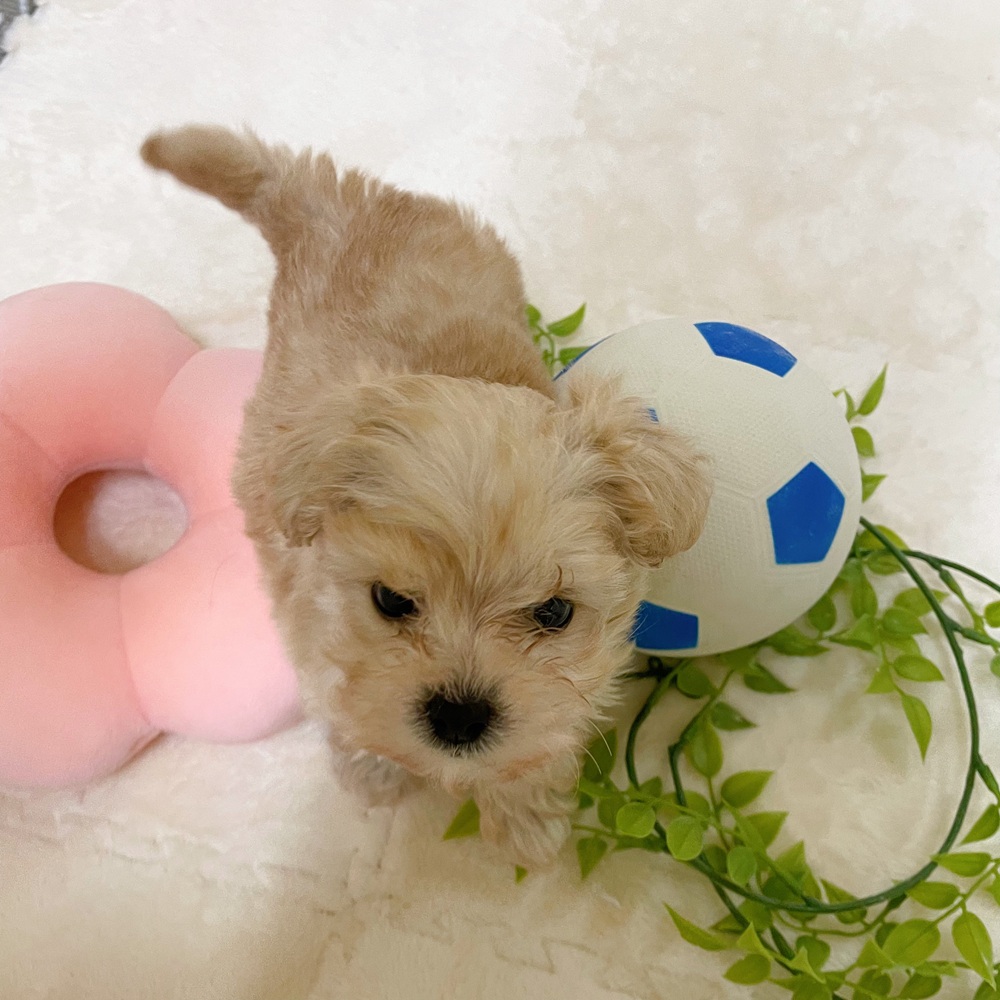 愛知県のマルプー(マルチーズ×プードル) (犬の家＆猫の里岡崎店/2026年2月23日生まれ/男の子/クリーム)の子犬の4枚目の画像