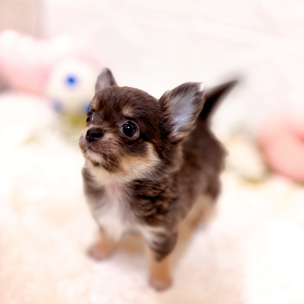 愛知県のチワワ(ロング) (犬の家＆猫の里岡崎店/2026年2月24日生まれ/女の子/ブルータンホワイト)の子犬の4枚目の画像