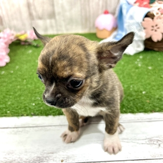 神奈川県のハーフ犬・ミックス犬 (犬の家＆猫の里小田原店/2026年2月24日生まれ/女の子/ブリンドルホワイト)の子犬の4枚目の画像