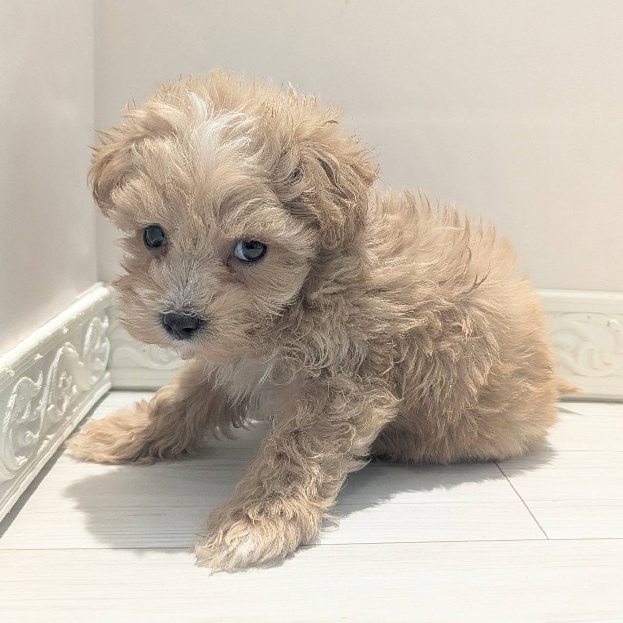 愛知県のマルプー(マルチーズ×プードル) (犬の家＆猫の里春日井本店/2026年2月20日生まれ/男の子/アプリコットホワイト)の子犬の4枚目の画像