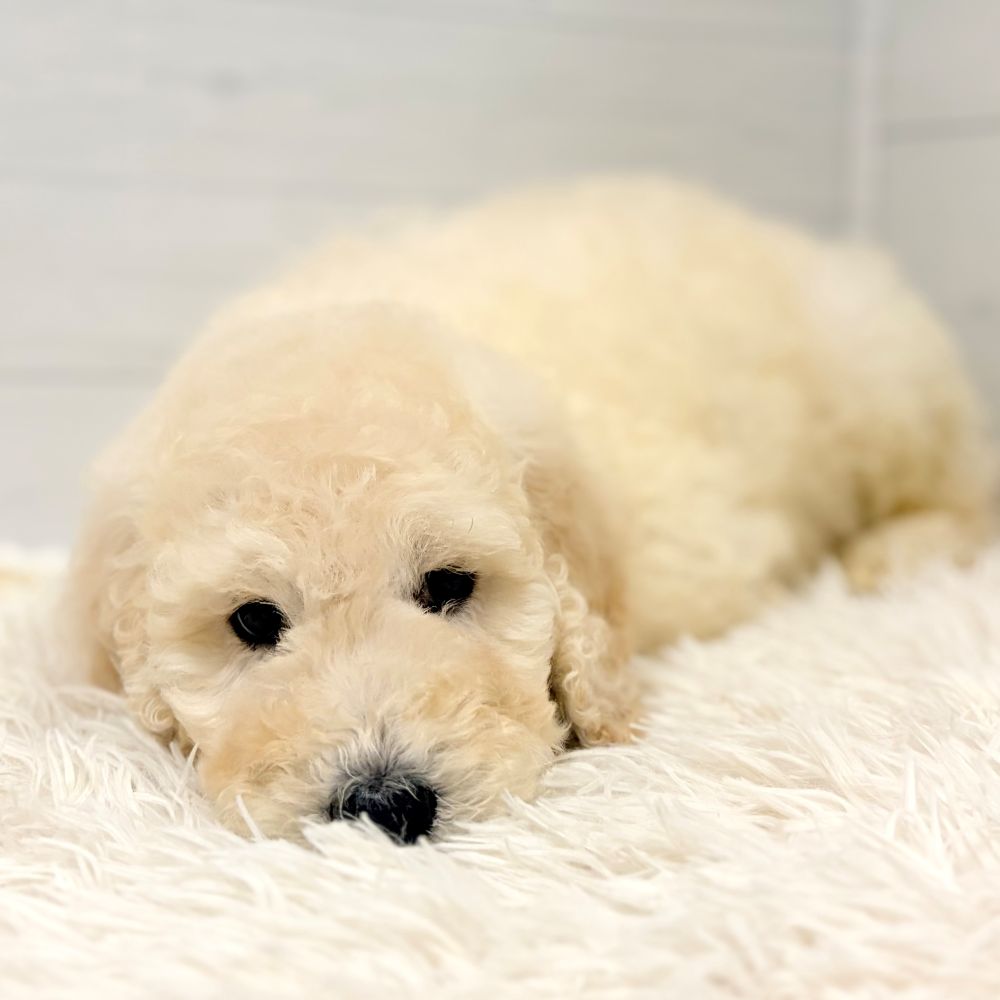 愛知県のスタンダードプードル (犬の家＆猫の里豊田店/2026年2月24日生まれ/男の子/クリーム)の子犬の4枚目の画像