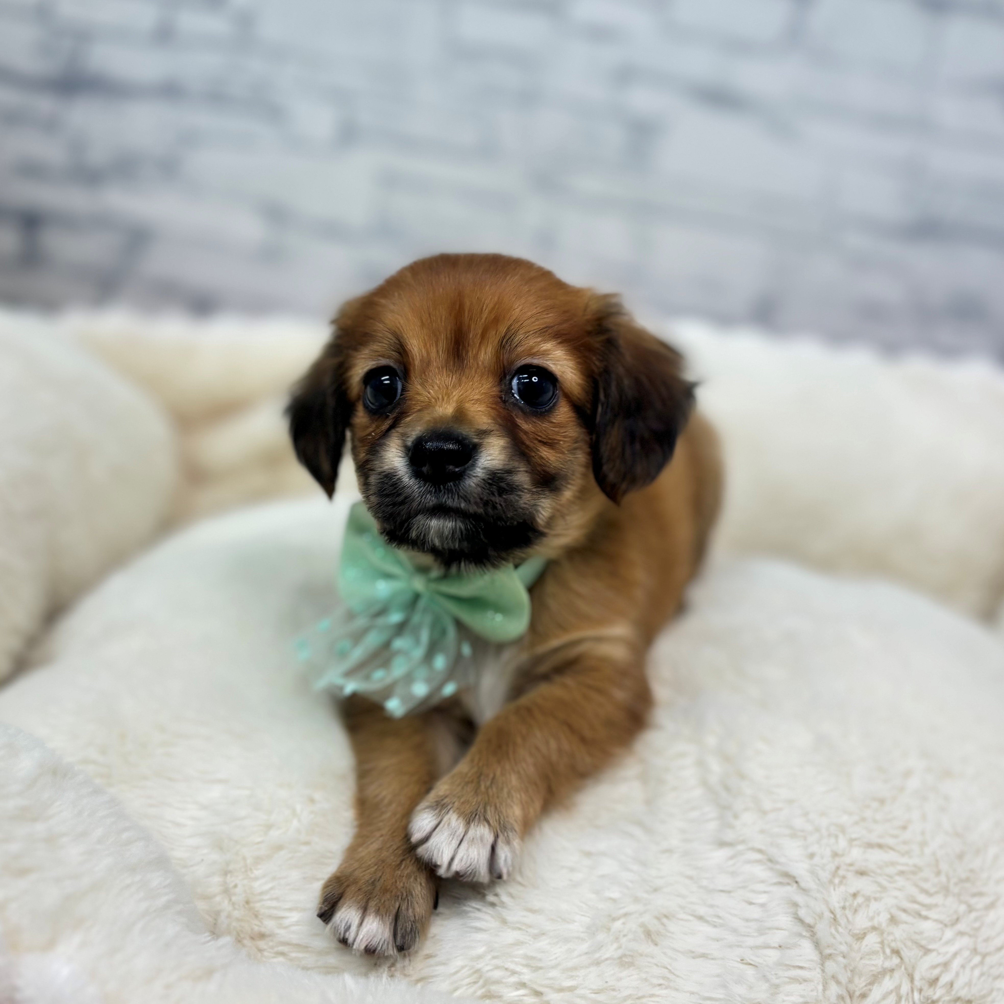 長野県のチワックス(チワワ×ダックス) (犬の家＆猫の里長野店/2026年2月24日生まれ/男の子/レッド)の子犬の4枚目の画像