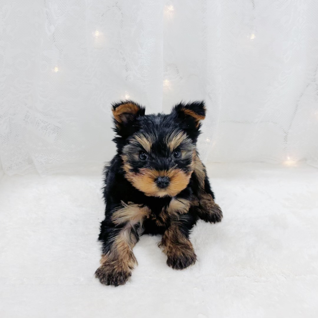 千葉県のヨークシャーテリア (犬の家＆猫の里BIGHOPガーデンモール印西店/2026年2月23日生まれ/男の子/スチールブルータン)の子犬の4枚目の画像