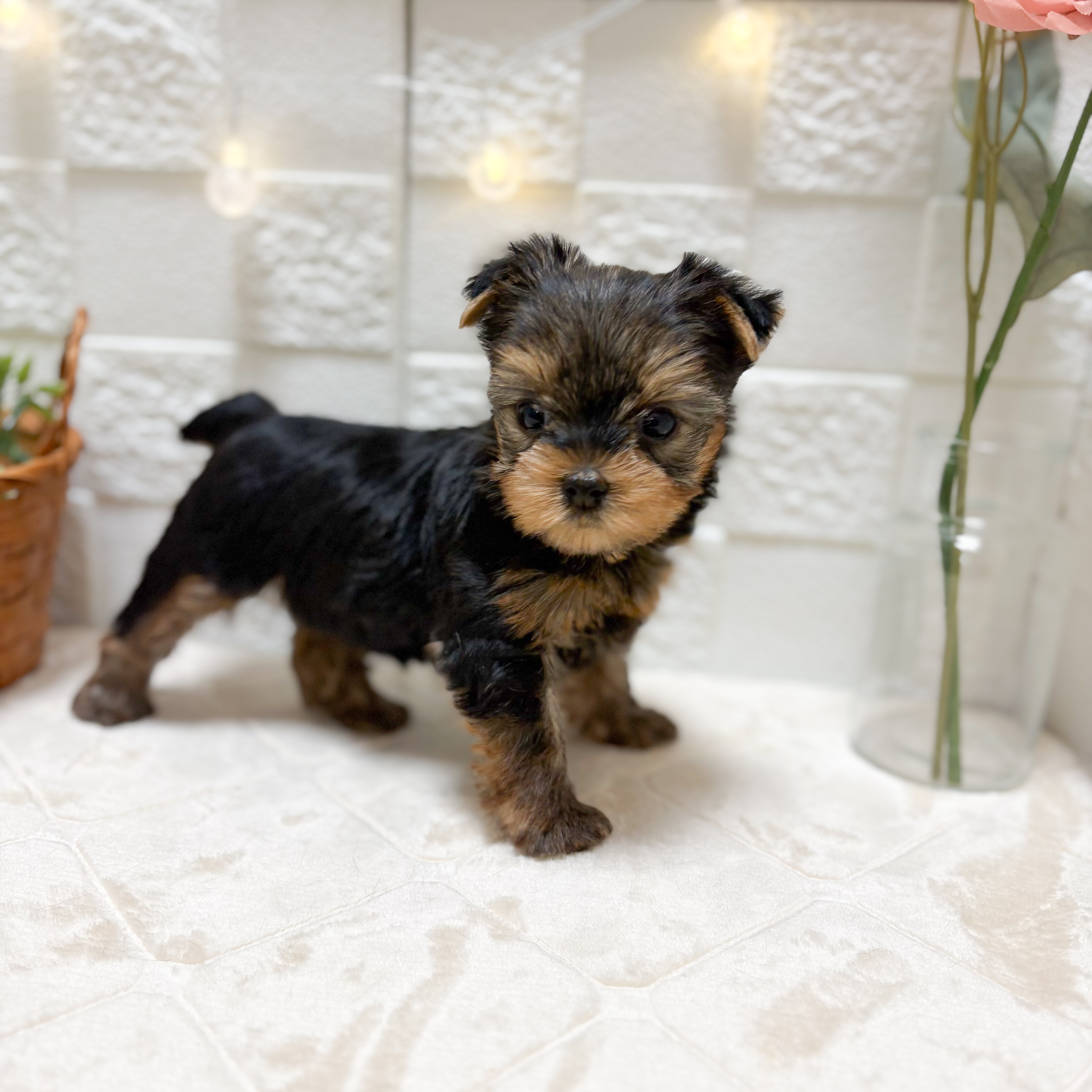 東京都のヨークシャーテリア (犬の家＆猫の里ペットフォレスト小平店/2026年2月23日生まれ/女の子/スチールブルータン)の子犬の4枚目の画像