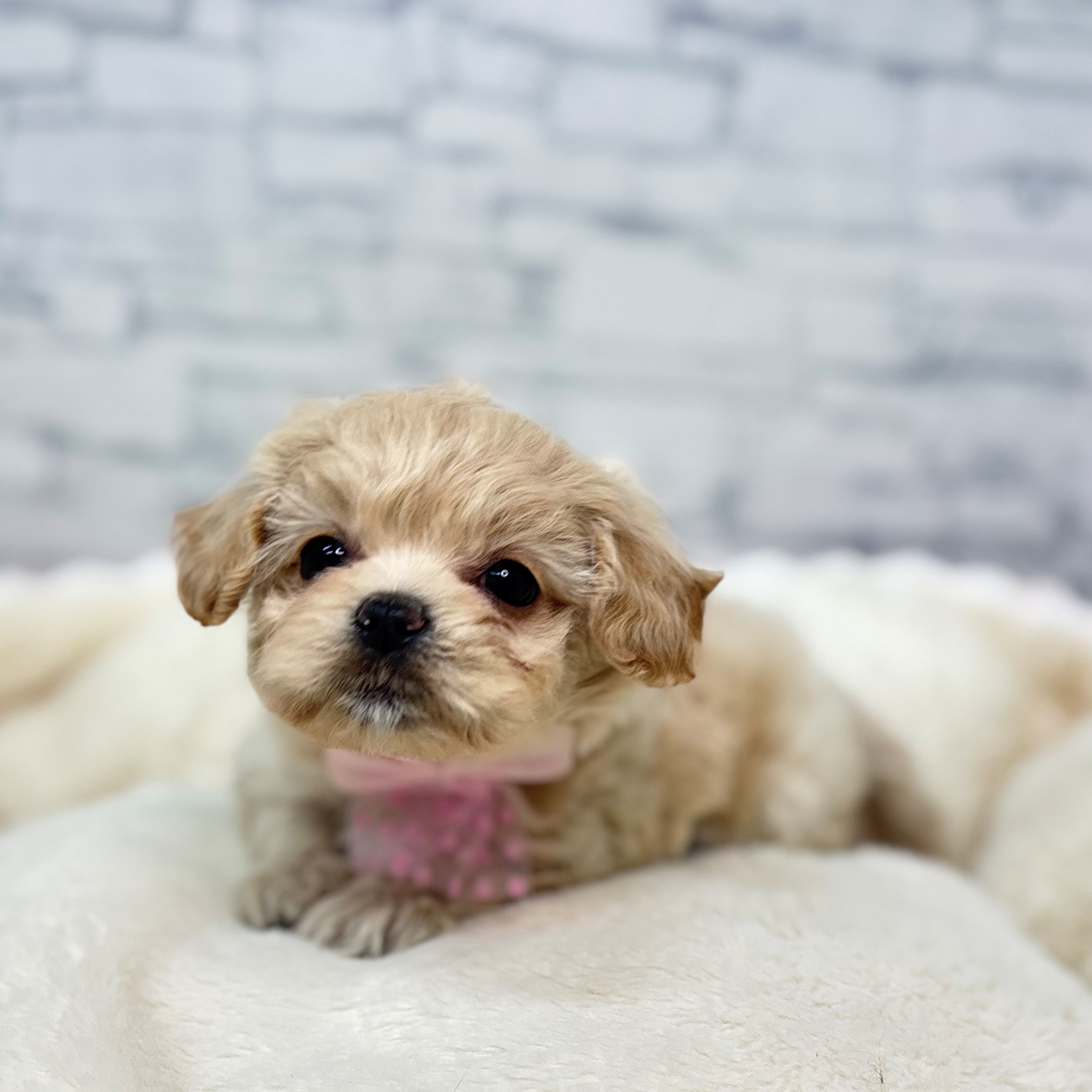 長野県のチワプー/プーチー(チワワ×プードル) (犬の家＆猫の里長野店/2026年2月24日生まれ/女の子/アプリコット)の子犬の4枚目の画像