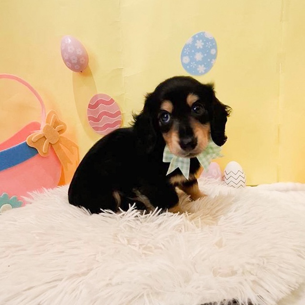 静岡県のミニチュアダックスフンド(ロング) (犬の家＆猫の里富士店/2026年2月20日生まれ/男の子/ブラックタン)の子犬の4枚目の画像