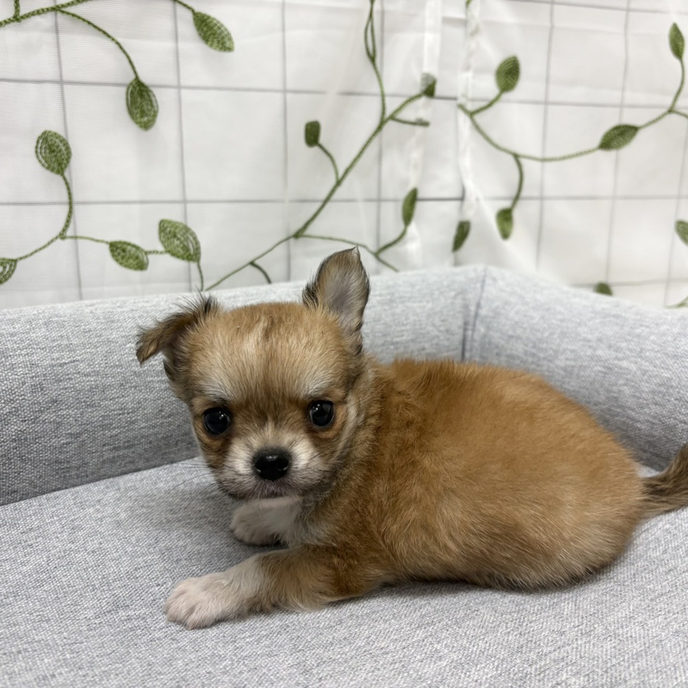 長野県のチワワ(ロング) (犬の家＆猫の里塩尻店/2026年2月21日生まれ/男の子/レッドホワイト)の子犬の4枚目の画像