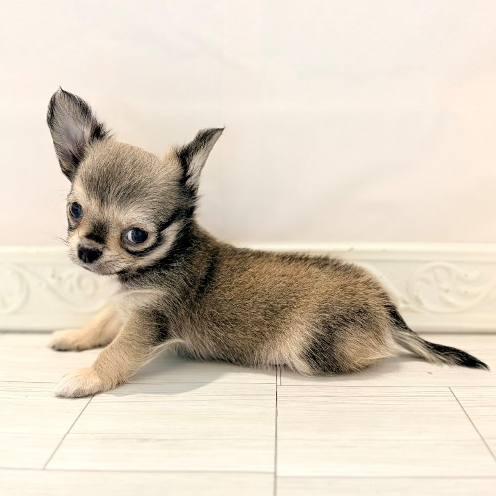 愛知県のチワワ(ロング) (犬の家＆猫の里春日井本店/2026年2月19日生まれ/男の子/セーブルホワイト)の子犬の4枚目の画像