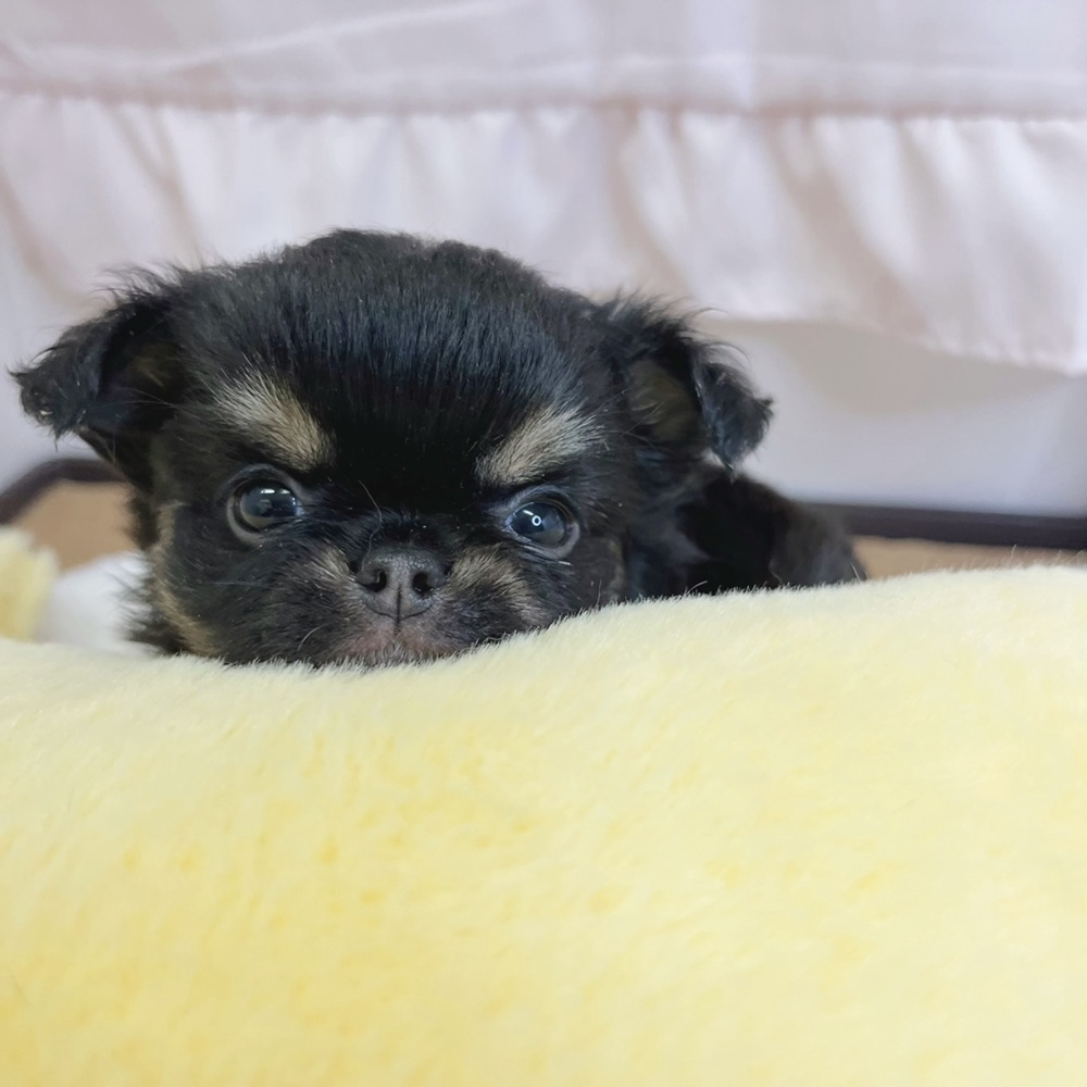 静岡県のチワワ(ロング) (犬の家＆猫の里マークイズ静岡店/2026年2月21日生まれ/女の子/ブラックタン)の子犬の4枚目の画像
