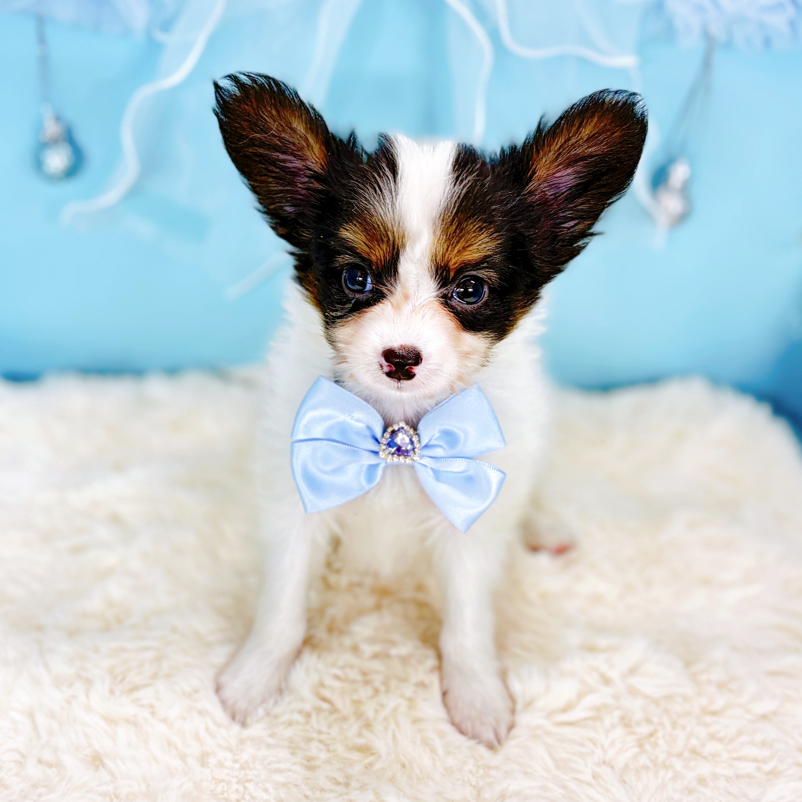 福井県のパピヨン (犬の家＆猫の里アミーゴ福井大和田店/2026年2月23日生まれ/男の子/トライカラー)の子犬の4枚目の画像