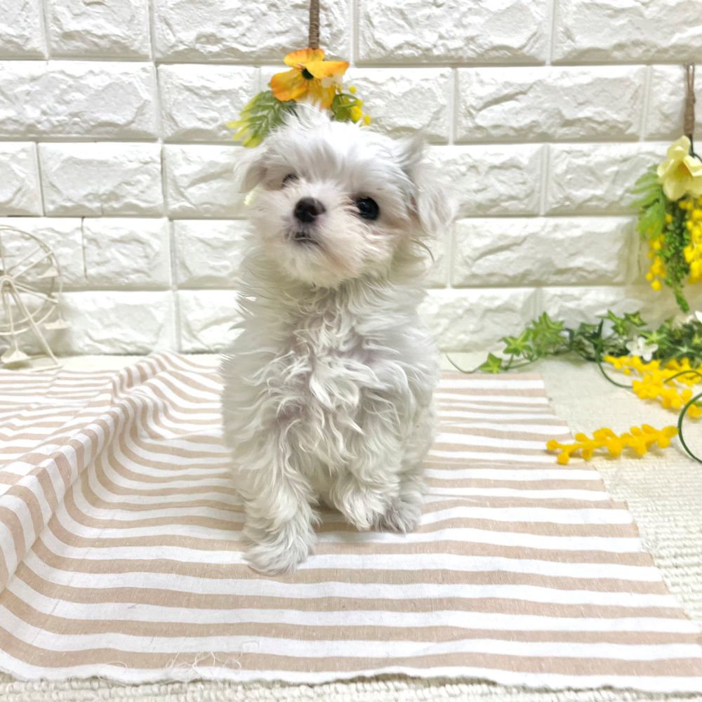 静岡県のマルチーズ (犬の家＆猫の里藤枝店/2026年2月21日生まれ/女の子/ホワイト)の子犬の4枚目の画像