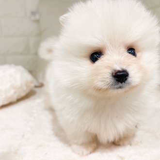 東京都のポメラニアン (犬の家＆猫の里新宿店/2026年2月23日生まれ/男の子/クリーム)の子犬の4枚目の画像