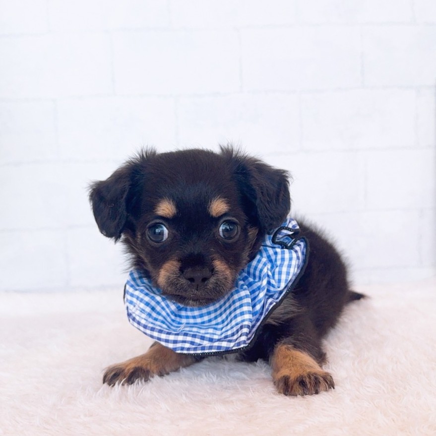 石川県のチワックス(チワワ×ダックス) (犬の家＆猫の里金沢店/2026年2月23日生まれ/男の子/ブラックタン)の子犬の4枚目の画像