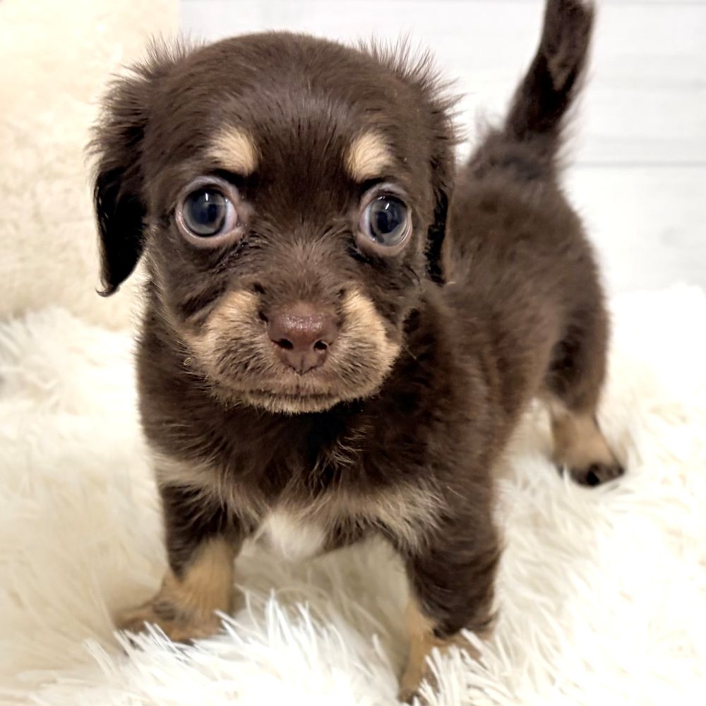 愛知県のチワックス(チワワ×ダックス) (犬の家＆猫の里豊田店/2026年2月23日生まれ/女の子/チョコレートタン)の子犬の4枚目の画像