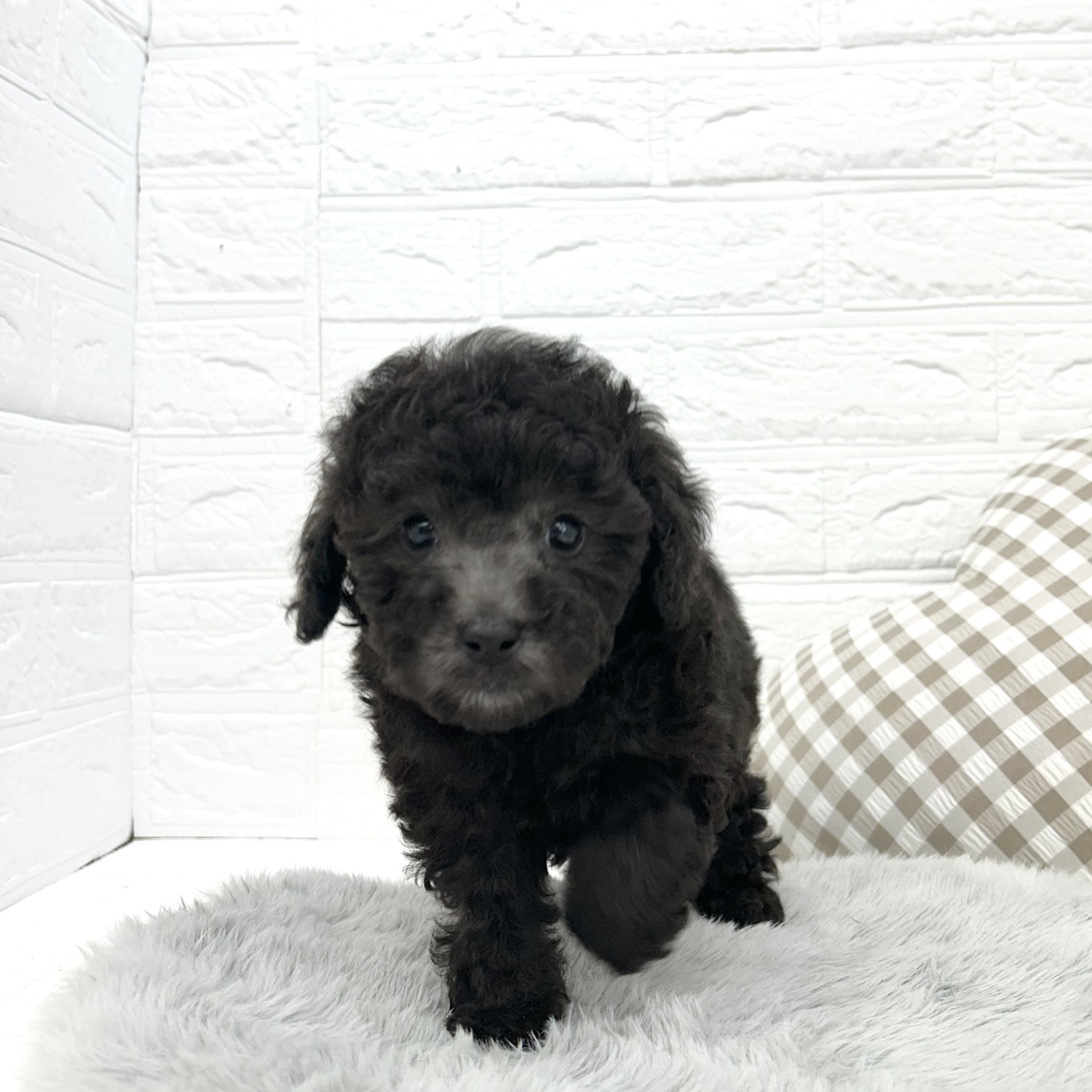 愛知県のトイプードル(トイ) (犬の家＆猫の里豊川インター店/2026年2月23日生まれ/男の子/シルバー)の子犬の4枚目の画像