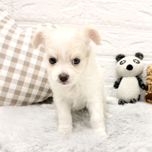 愛知県のチワプー/プーチー(チワワ×プードル) (犬の家＆猫の里豊川インター店/2026年2月22日生まれ/男の子/クリームホワイト)の子犬の4枚目の画像