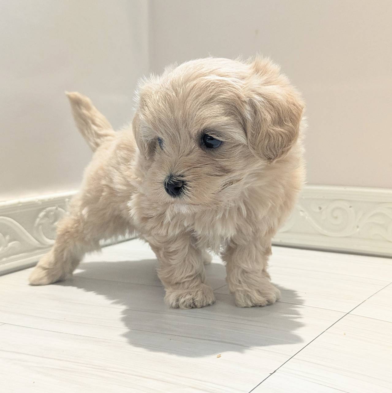 愛知県のマルプー(マルチーズ×プードル) (犬の家＆猫の里春日井本店/2026年2月22日生まれ/女の子/クリーム)の子犬の4枚目の画像