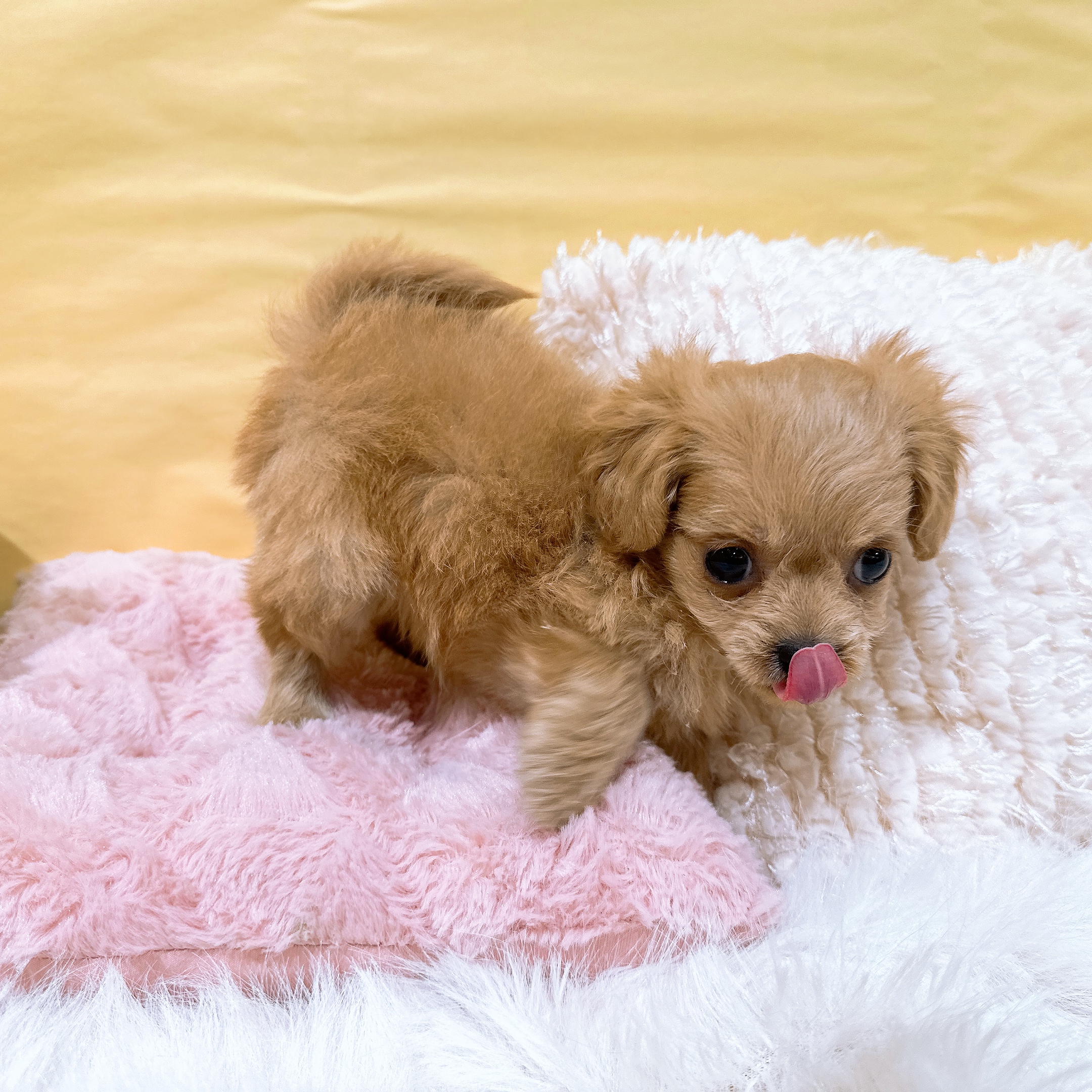 神奈川県のチワプー/プーチー(チワワ×プードル) (犬の家＆猫の里元住吉ブレーメン通り店/2026年2月19日生まれ/女の子/レッド)の子犬の4枚目の画像