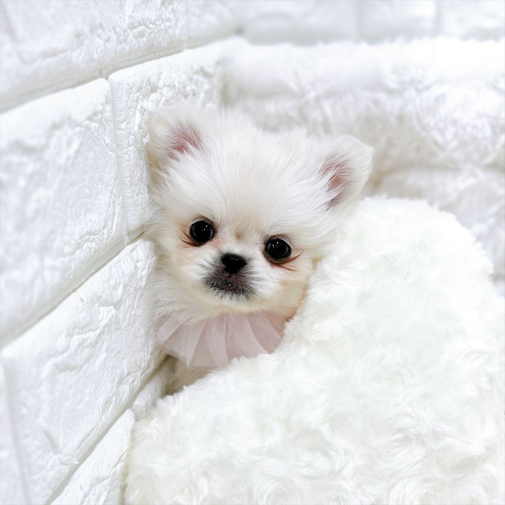 福井県のペキポメ/ポメペキ(ペキニーズ×ポメラニアン) (犬の家＆猫の里アミーゴ福井店/2026年2月21日生まれ/女の子/ホワイト)の子犬の4枚目の画像