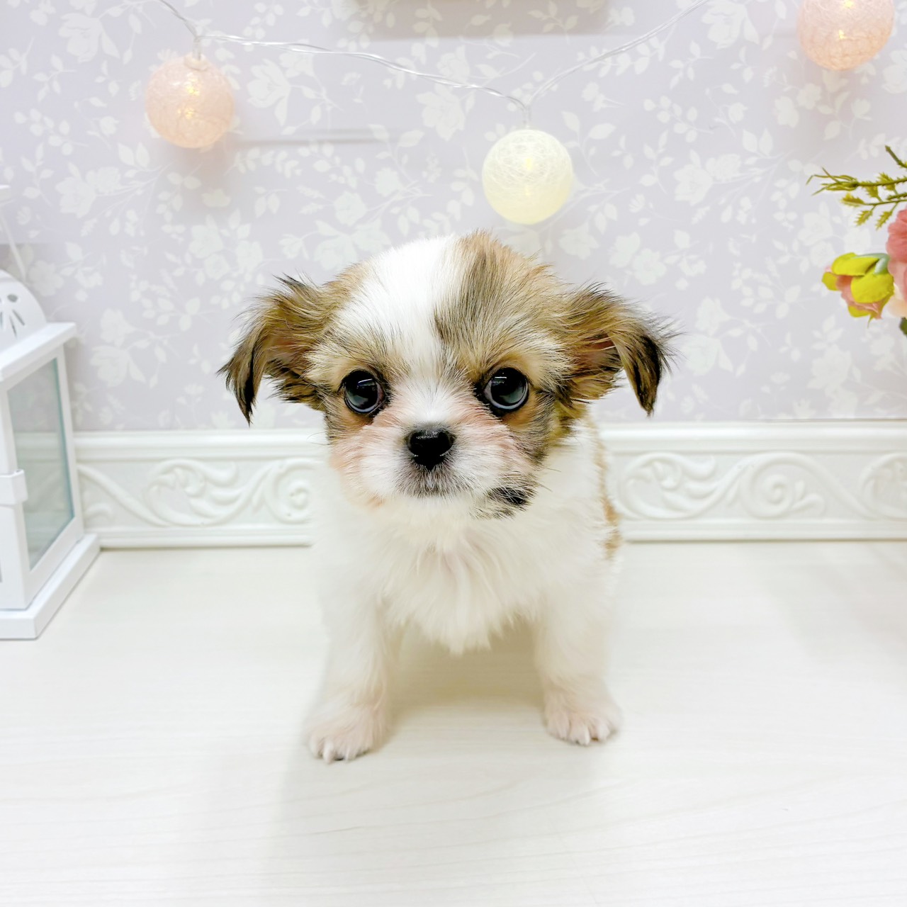 富山県のチワズー/チワシーズ(チワワ×シーズー) (犬の家＆猫の里アミーゴ山室店/2026年2月24日生まれ/女の子/ゴールドホワイト)の子犬の4枚目の画像