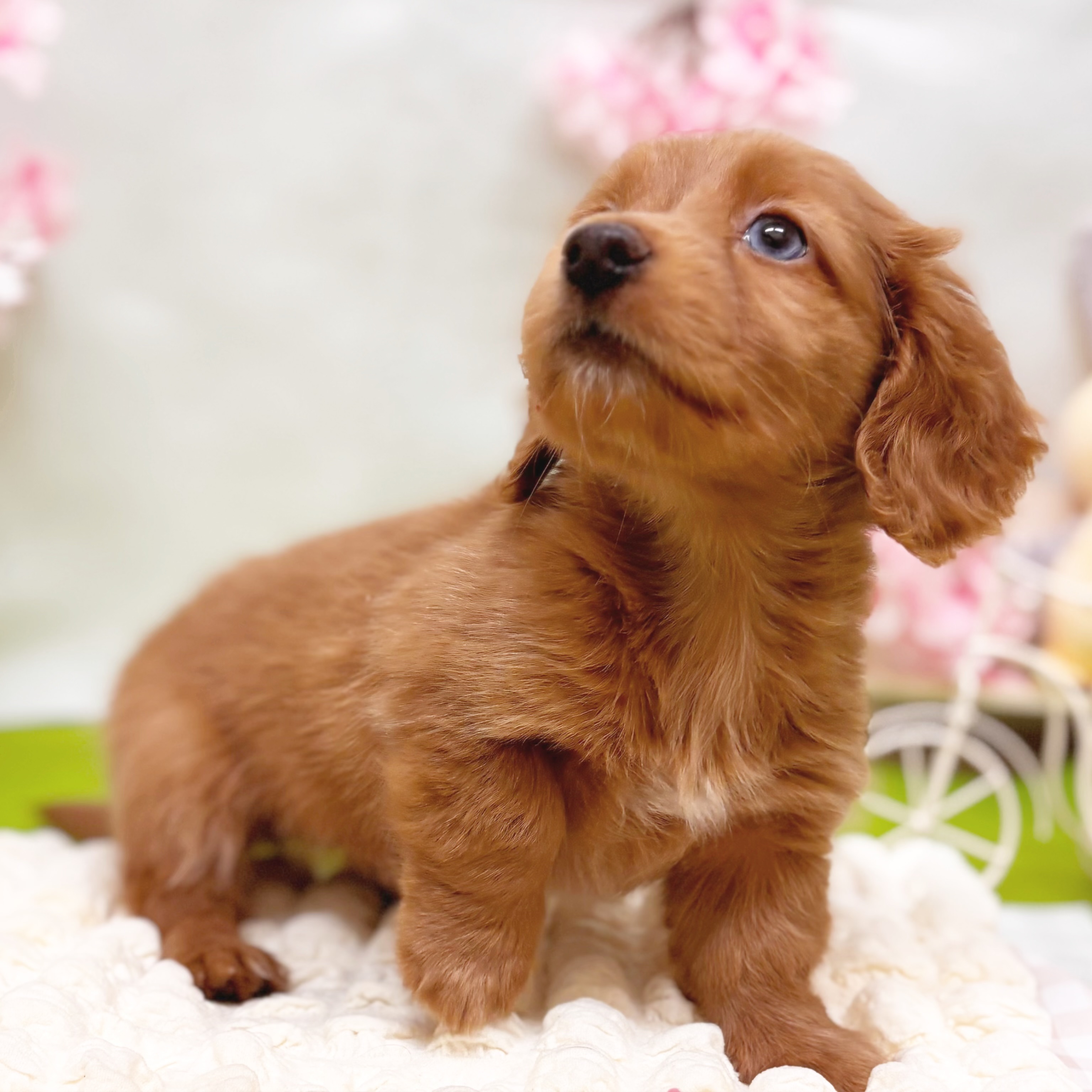 静岡県のミニチュアダックスフンド(ロング) (犬の家＆猫の里藤枝店/2026年2月17日生まれ/男の子/ゴールド)の子犬の4枚目の画像