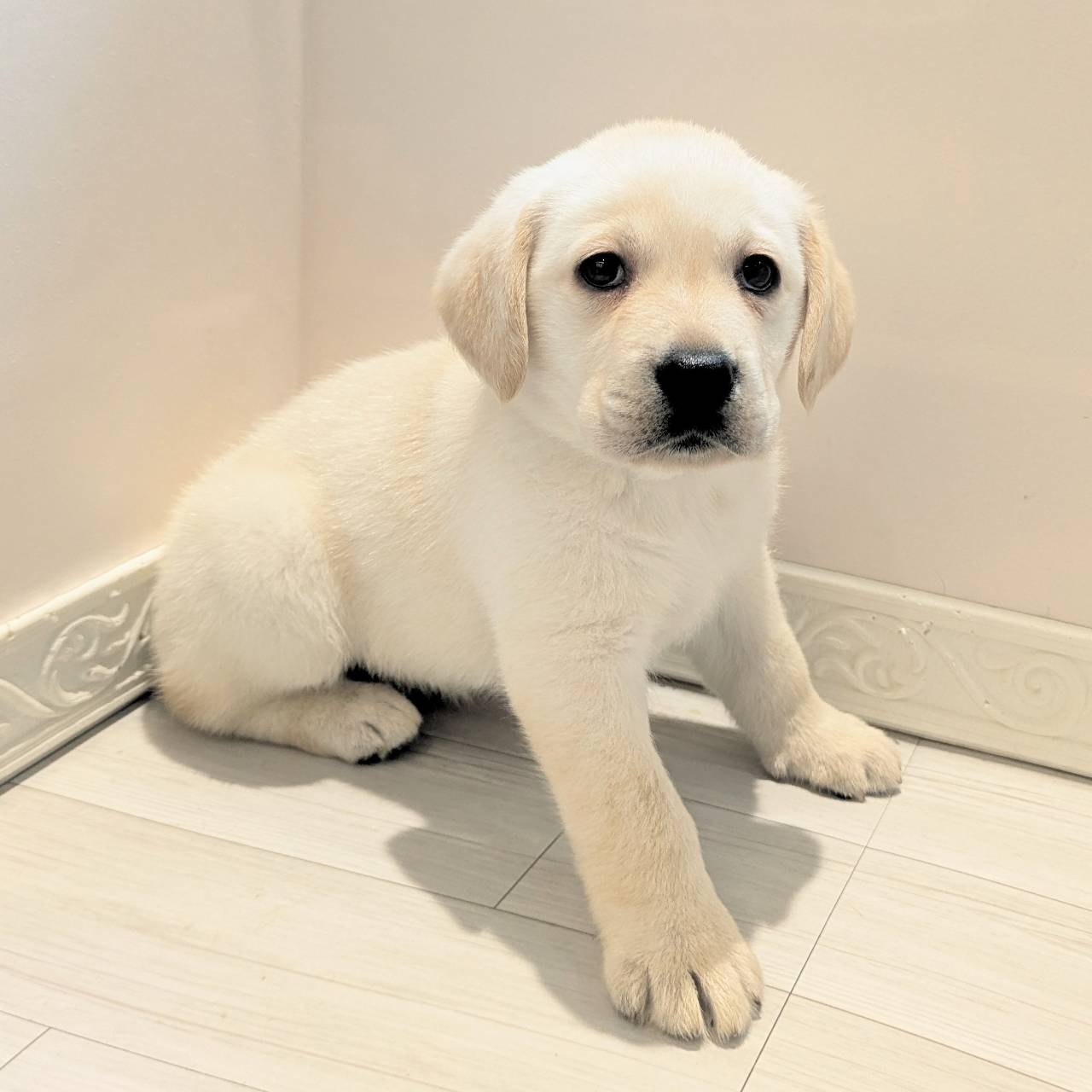 愛知県のラブラドールレトリーバー (犬の家＆猫の里春日井本店/2026年2月22日生まれ/女の子/イエロー)の子犬の4枚目の画像