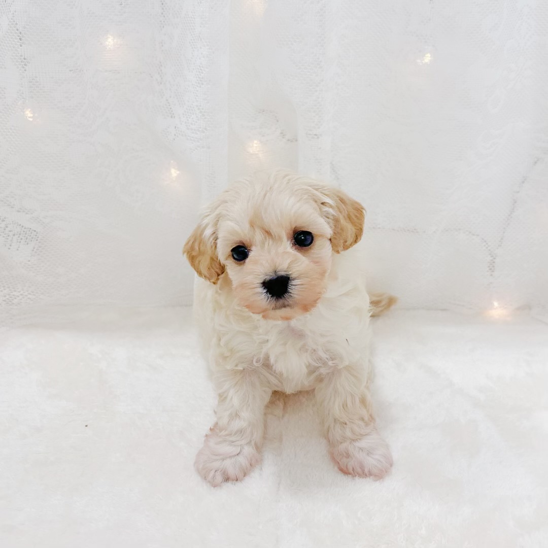 千葉県のマルプー(マルチーズ×プードル) (犬の家＆猫の里BIGHOPガーデンモール印西店/2026年2月23日生まれ/女の子/アプリコット)の子犬の1枚目の画像