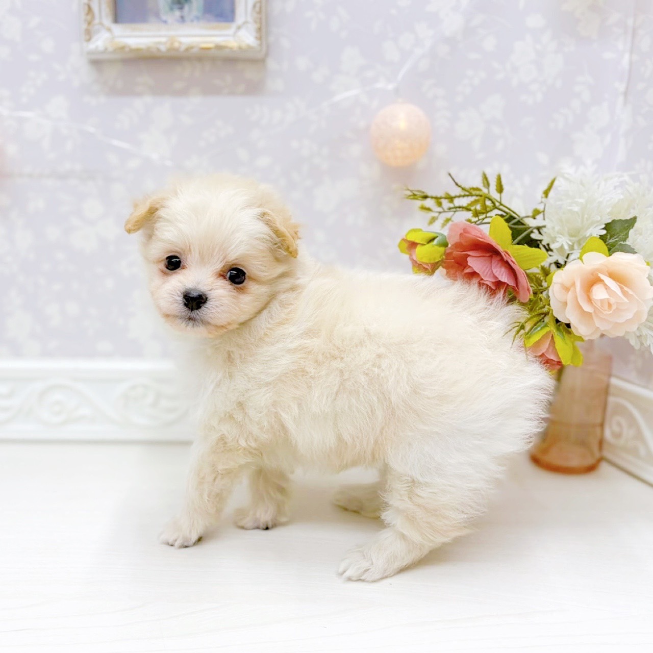 富山県のポメプー(ポメラニアン×プードル) (犬の家＆猫の里アミーゴ山室店/2026年2月24日生まれ/女の子/クリーム)の子犬の4枚目の画像