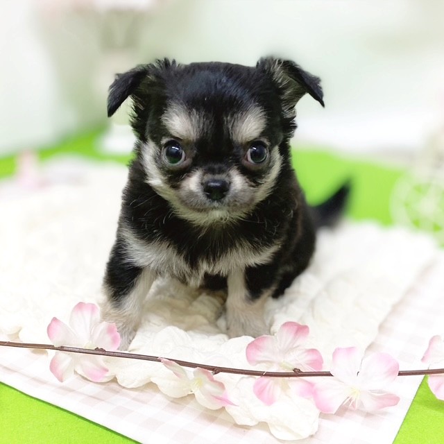 静岡県のチワワ(ロング) (犬の家＆猫の里藤枝店/2026年2月23日生まれ/男の子/ブラックタン)の子犬の4枚目の画像