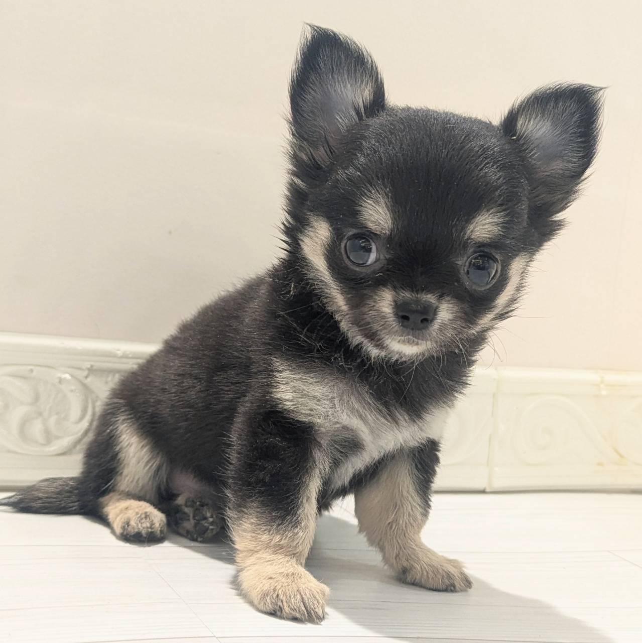 愛知県のチワワ(ロング) (犬の家＆猫の里春日井本店/2026年2月23日生まれ/女の子/ブラックタン)の子犬の4枚目の画像