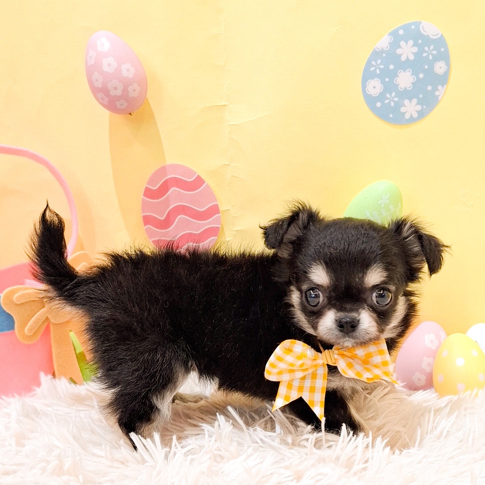 静岡県のチワワ(ロング) (犬の家＆猫の里富士店/2026年2月23日生まれ/女の子/ブラックタン)の子犬の4枚目の画像