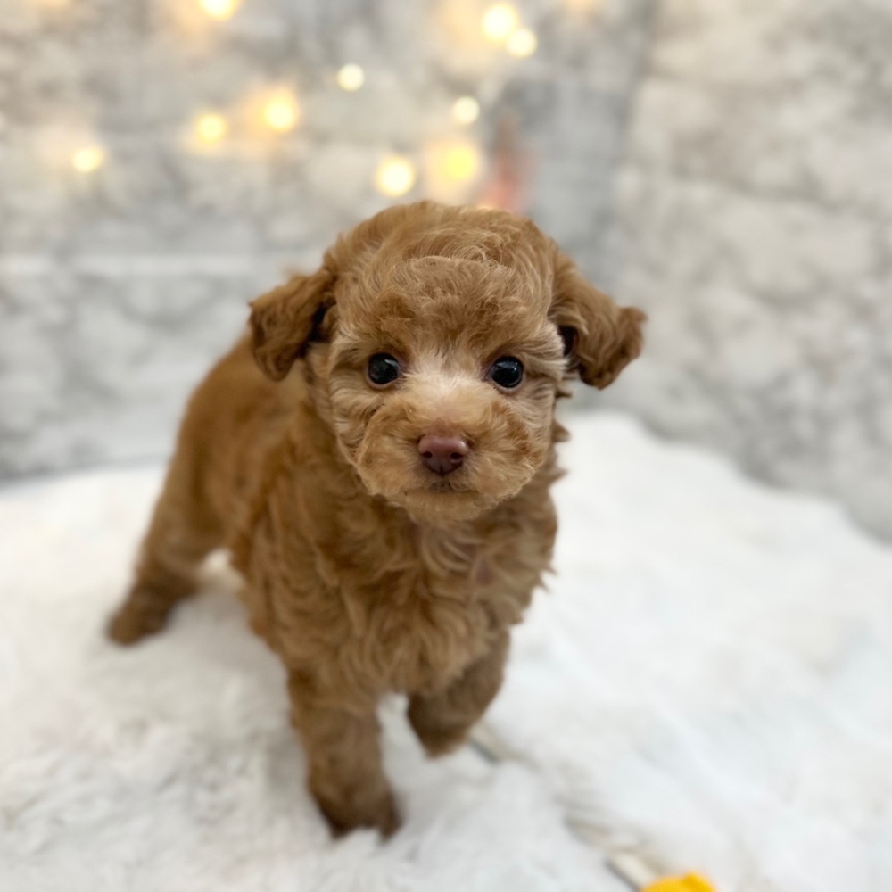 静岡県のトイプードル(トイ) (犬の家＆猫の里MEGAドン・キホーテ袋井店/2026年2月23日生まれ/女の子/アプリコット)の子犬の4枚目の画像