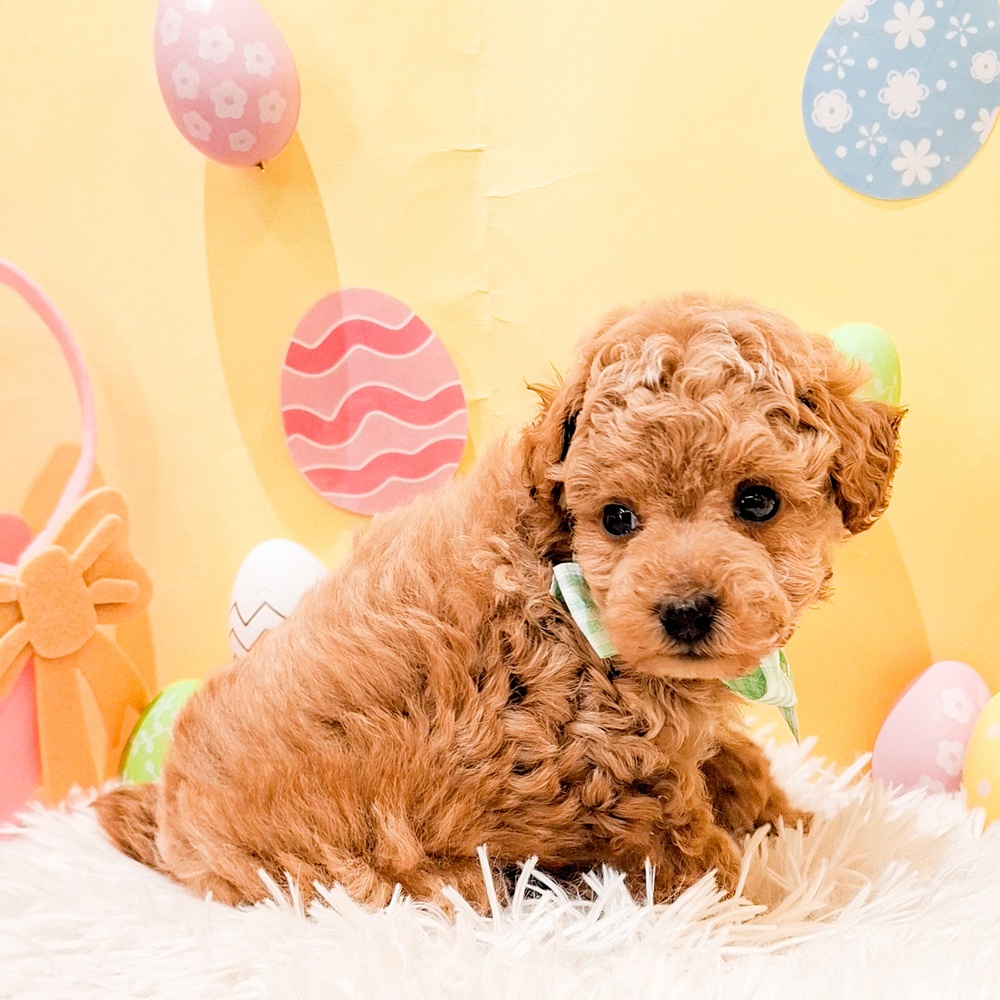 静岡県のトイプードル(トイ) (犬の家＆猫の里富士店/2026年2月23日生まれ/男の子/アプリコット)の子犬の4枚目の画像