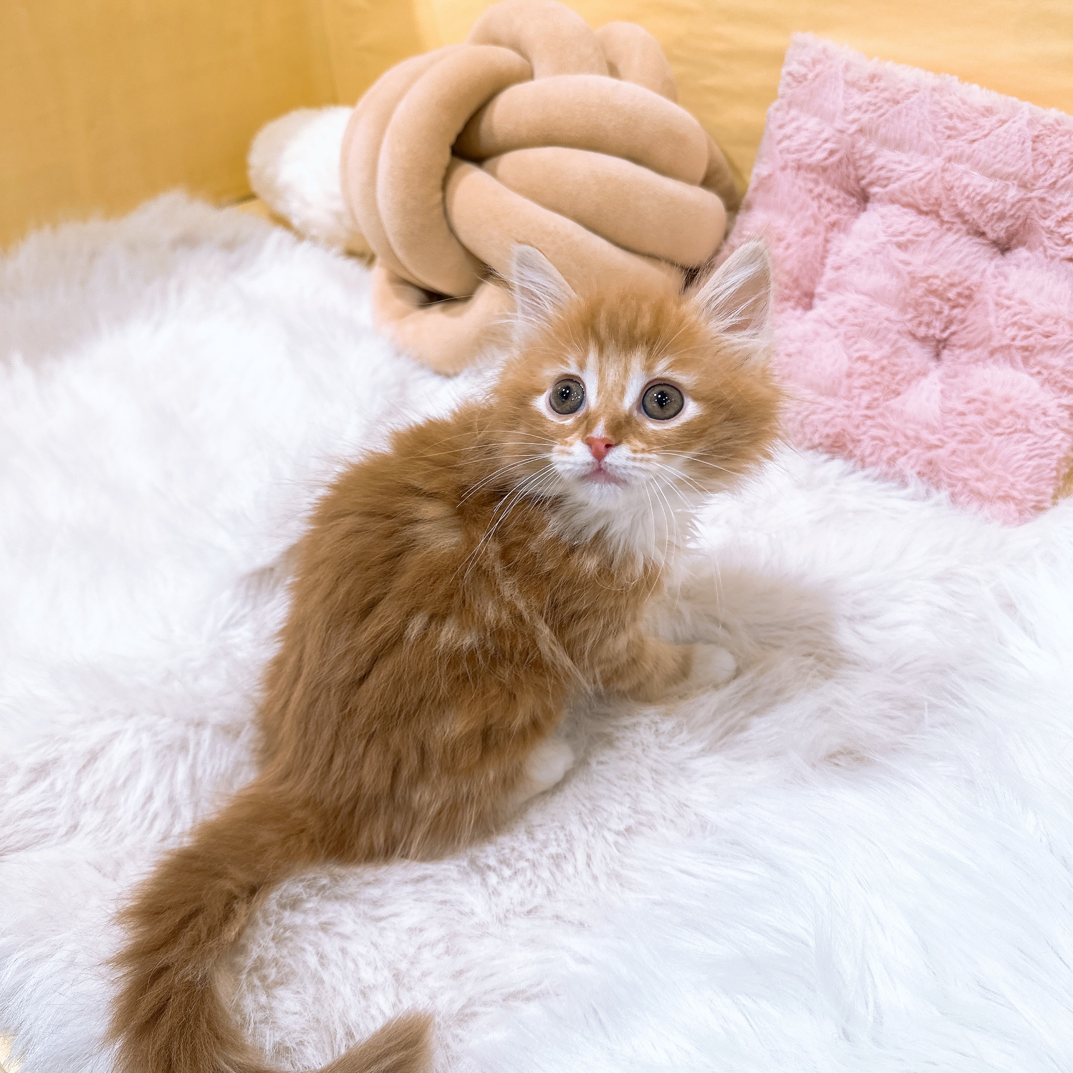 神奈川県のノルウェージャンフォレストキャット (犬の家＆猫の里元住吉ブレーメン通り店/2026年2月22日生まれ/女の子/レッドタビーホワイト)の子猫の4枚目の画像