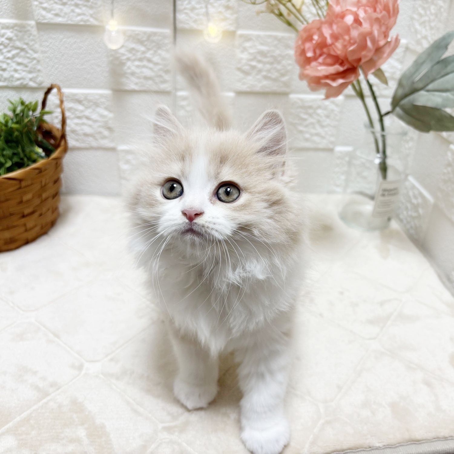 東京都のマンチカン (犬の家＆猫の里ペットフォレスト小平店/2026年2月20日生まれ/男の子/クリームタビーホワイト)の子猫の4枚目の画像