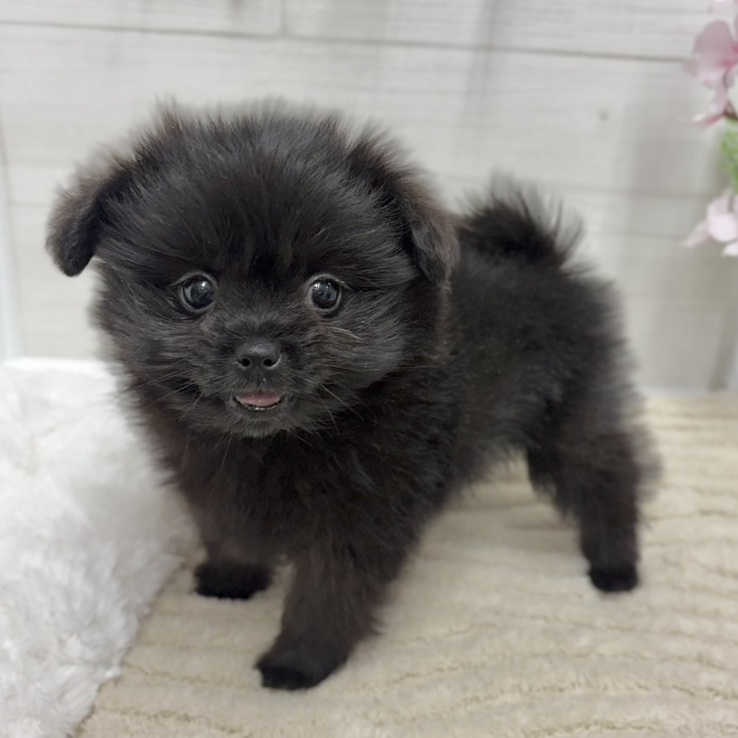 神奈川県のペキポメ/ポメペキ(ペキニーズ×ポメラニアン) (犬の家＆猫の里相模原店/2026年2月21日生まれ/女の子/ブラック)の子犬の4枚目の画像
