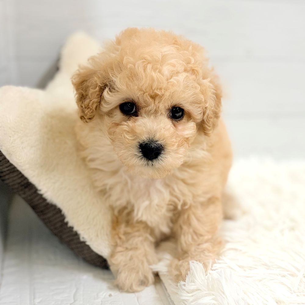 愛知県のトイプードル(トイ) (犬の家＆猫の里豊田店/2026年2月23日生まれ/女の子/アプリコット)の子犬の4枚目の画像