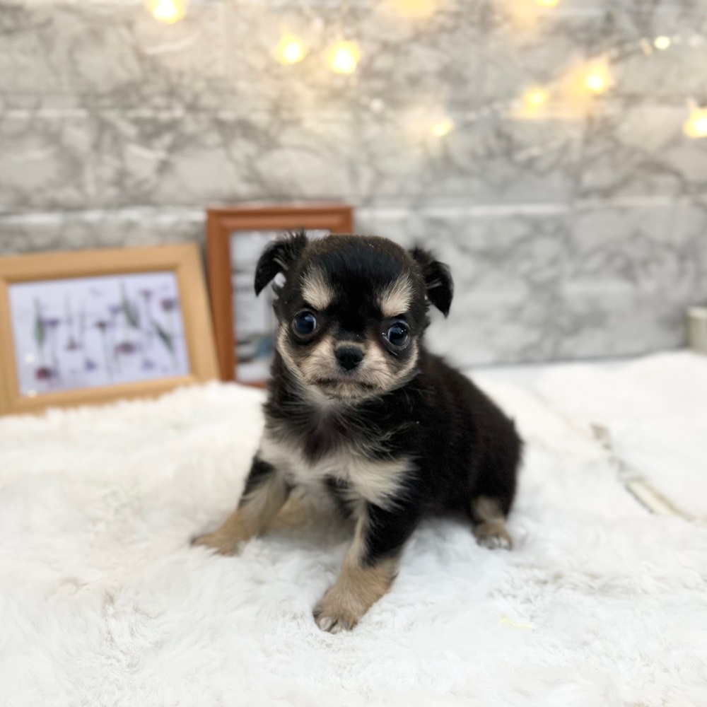 静岡県のチワワ(ロング) (犬の家＆猫の里MEGAドン・キホーテ袋井店/2026年2月24日生まれ/女の子/ブラックタンホワイト)の子犬の4枚目の画像