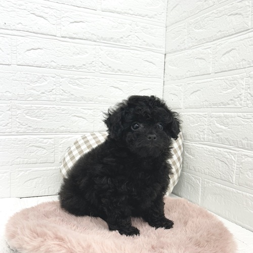 愛知県のチワプー/プーチー(チワワ×プードル) (犬の家＆猫の里豊川インター店/2026年2月22日生まれ/女の子/ブラック)の子犬の4枚目の画像