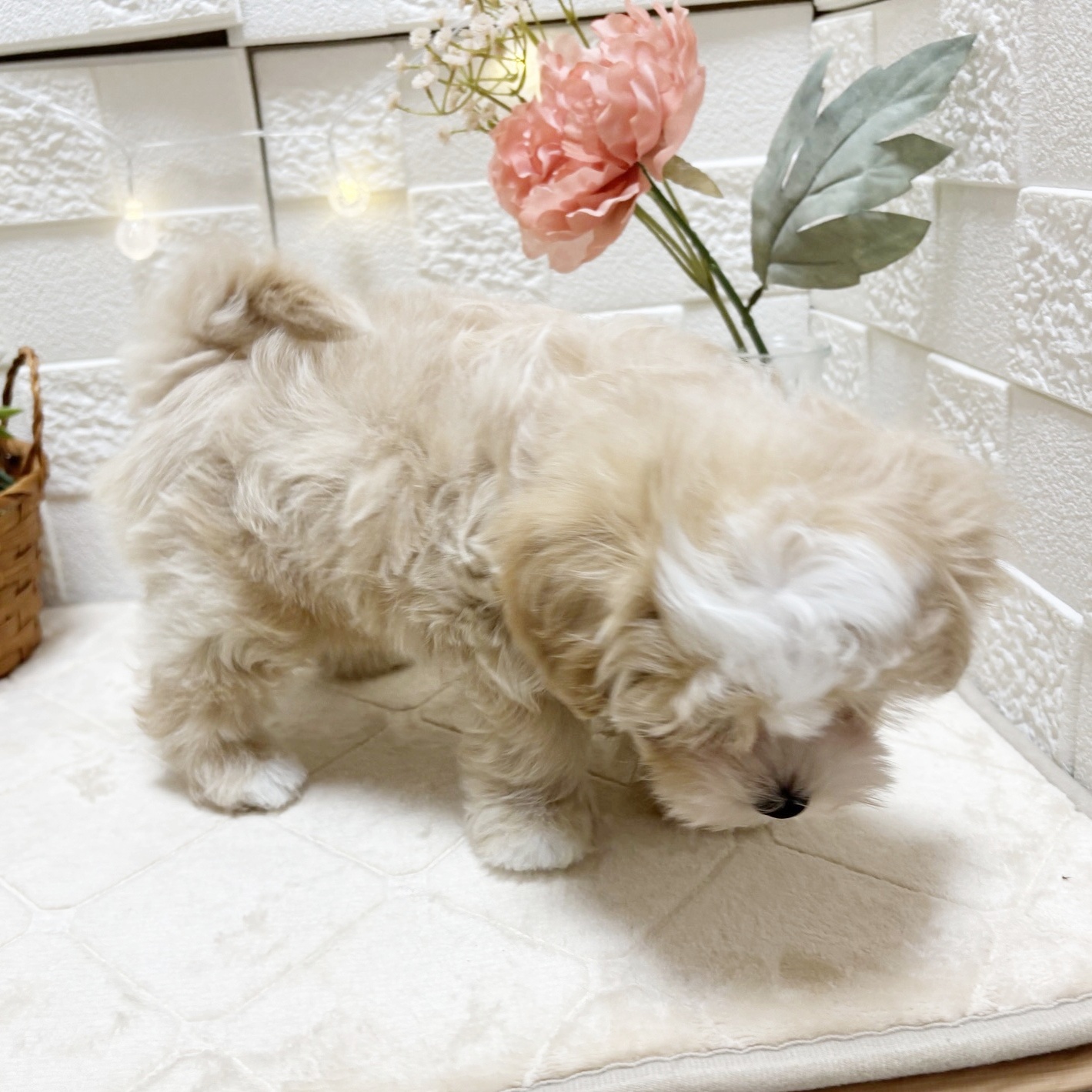 東京都のマルプー(マルチーズ×プードル) (犬の家＆猫の里ペットフォレスト小平店/2026年2月19日生まれ/男の子/クリーム)の子犬の4枚目の画像