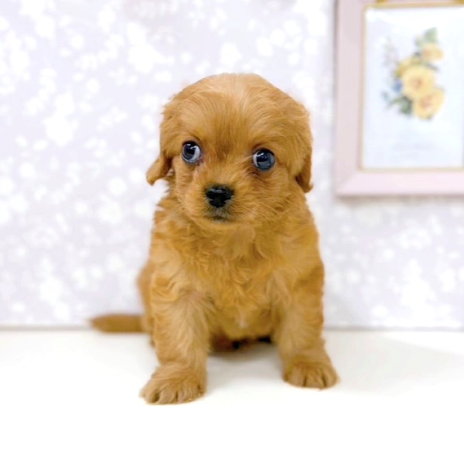 富山県のチワプー/プーチー(チワワ×プードル) (犬の家＆猫の里アミーゴ高岡蓮花寺店/2026年2月21日生まれ/男の子/レッド)の子犬の4枚目の画像