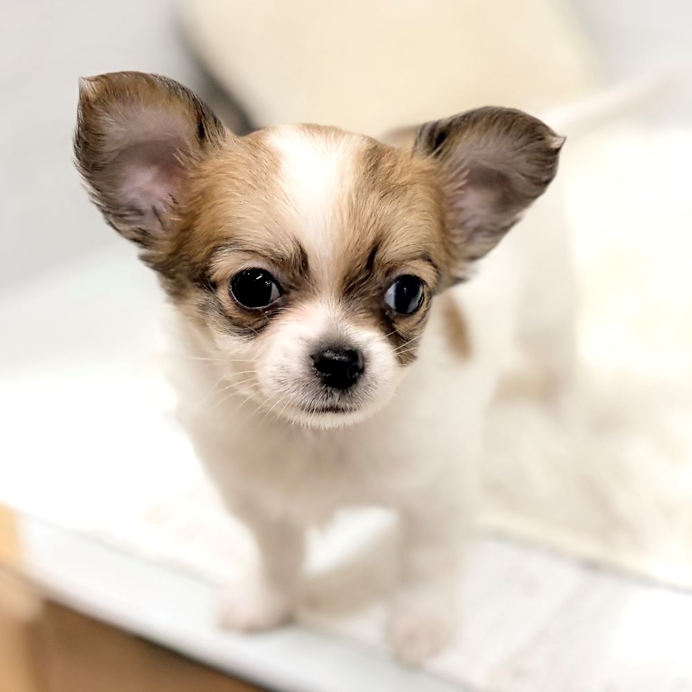 愛知県のチワワ(ロング) (犬の家＆猫の里豊田店/2026年2月23日生まれ/男の子/ホワイトレッド)の子犬の4枚目の画像