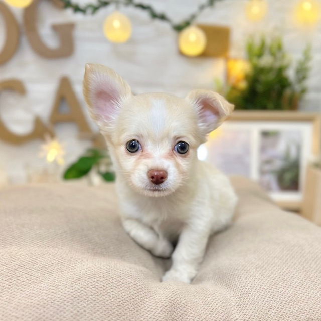 千葉県のチワワ(ロング) (犬の家＆猫の里ワンズモール稲毛店/2026年2月23日生まれ/男の子/クリームホワイト)の子犬の4枚目の画像