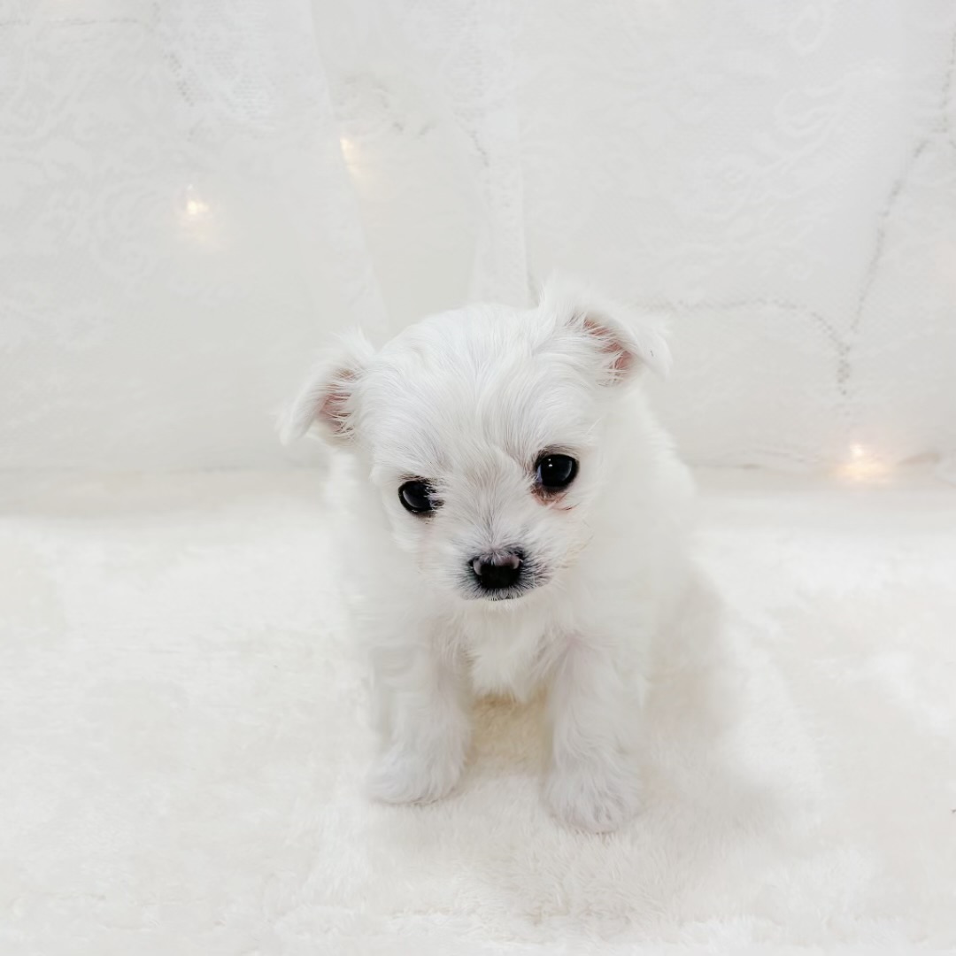 千葉県のチワマル/マルチワ(チワワ×マルチーズ) (犬の家＆猫の里BIGHOPガーデンモール印西店/2026年2月21日生まれ/女の子/ホワイト)の子犬の4枚目の画像