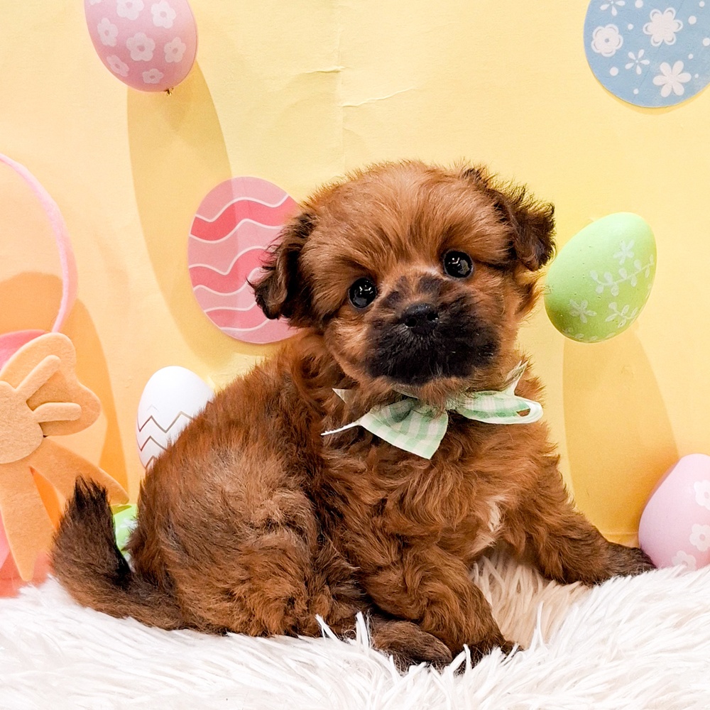 静岡県のポメプー(ポメラニアン×プードル) (犬の家＆猫の里富士店/2026年2月24日生まれ/男の子/オレンジ)の子犬の4枚目の画像