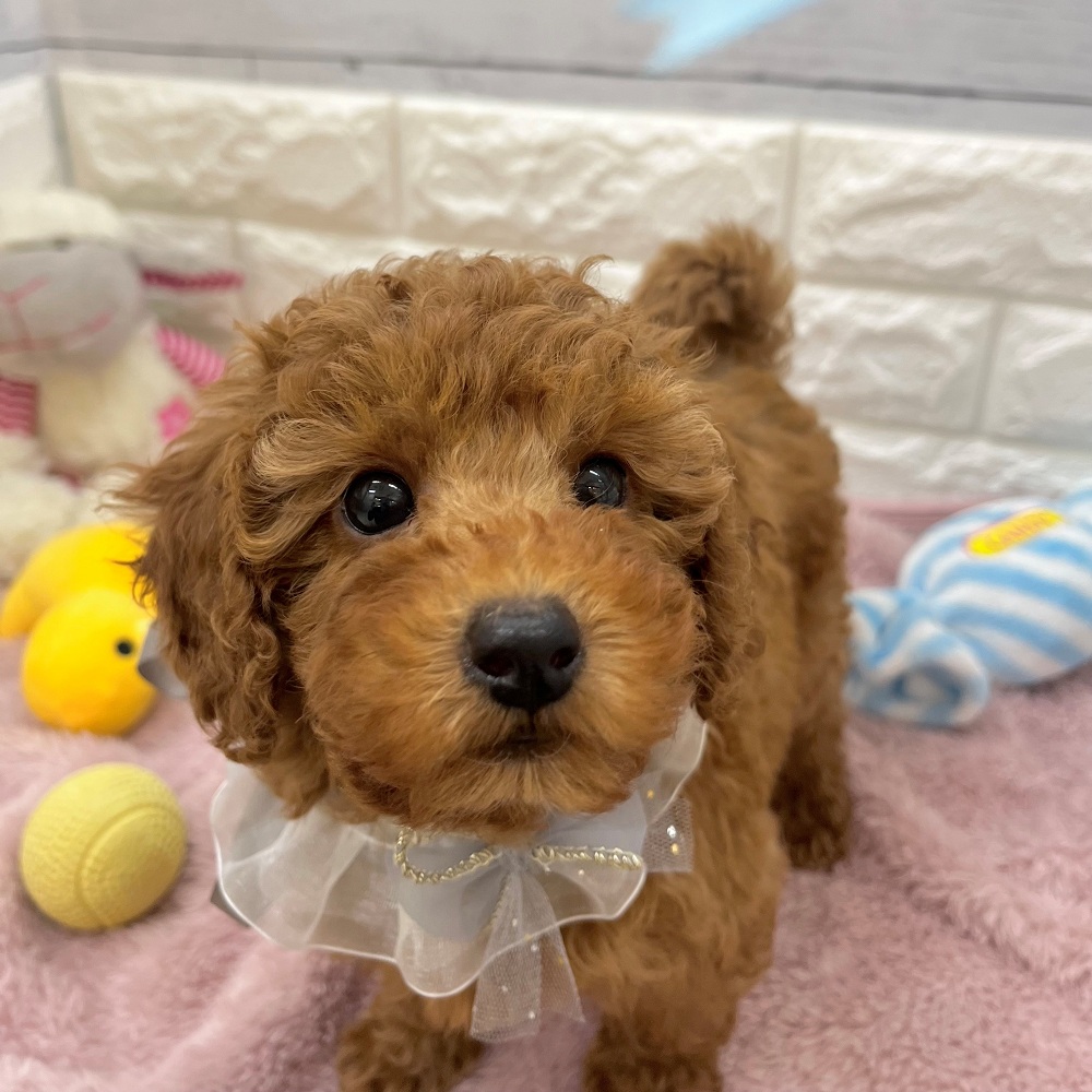 静岡県のトイプードル(トイ) (犬の家＆猫の里アミーゴ浜松和田店/2026年2月22日生まれ/男の子/レッド)の子犬の4枚目の画像