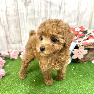 神奈川県のトイプードル(トイ) (犬の家＆猫の里小田原店/2026年2月22日生まれ/女の子/レッド)の子犬の4枚目の画像