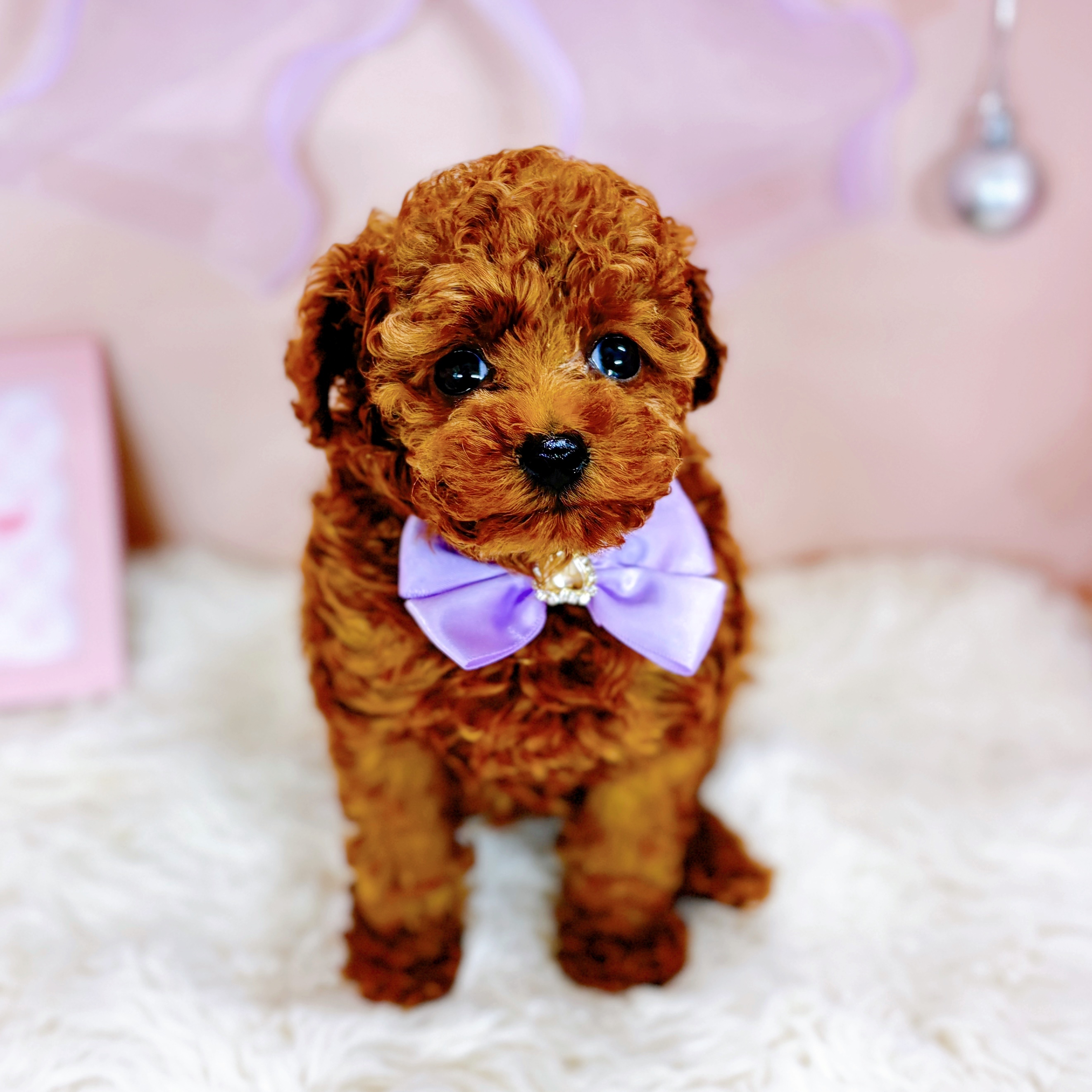 福井県のトイプードル(トイ) (犬の家＆猫の里アミーゴ福井大和田店/2026年2月23日生まれ/女の子/レッド)の子犬の4枚目の画像